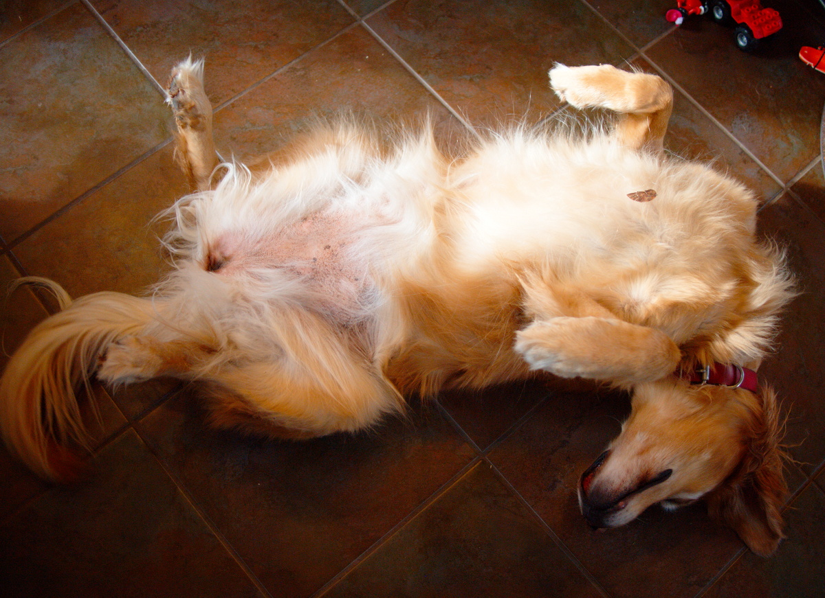 Scruffy golden retriever, belly-up