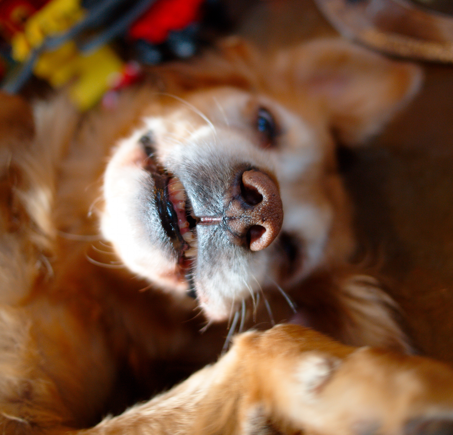 up-the-nose view of scruffy golden retriever, with bad teeth