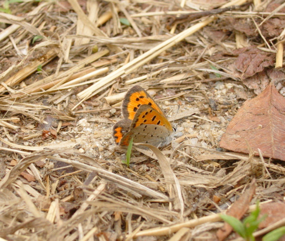 American copper butterfly
