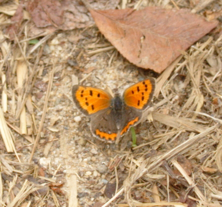 American copper butterfly