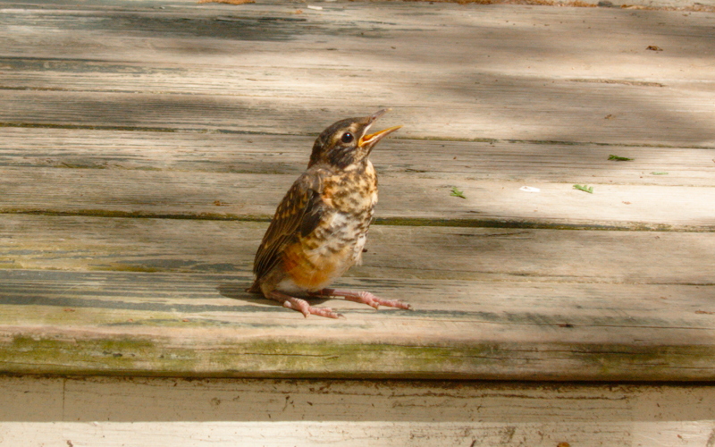 Young robin, porch steps