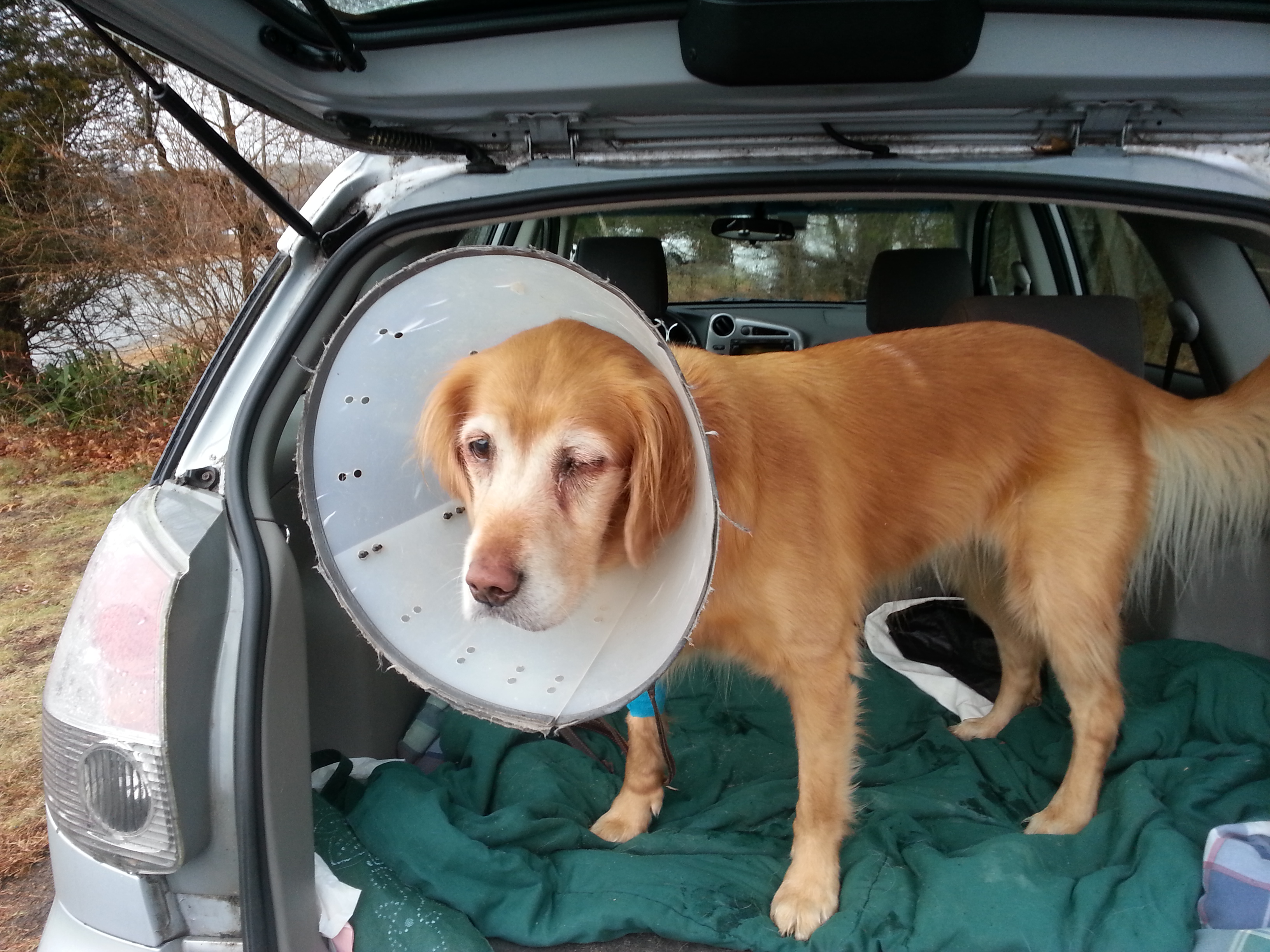 Dog with eye sewn shut, wearing cone collar, in rear of hatchback