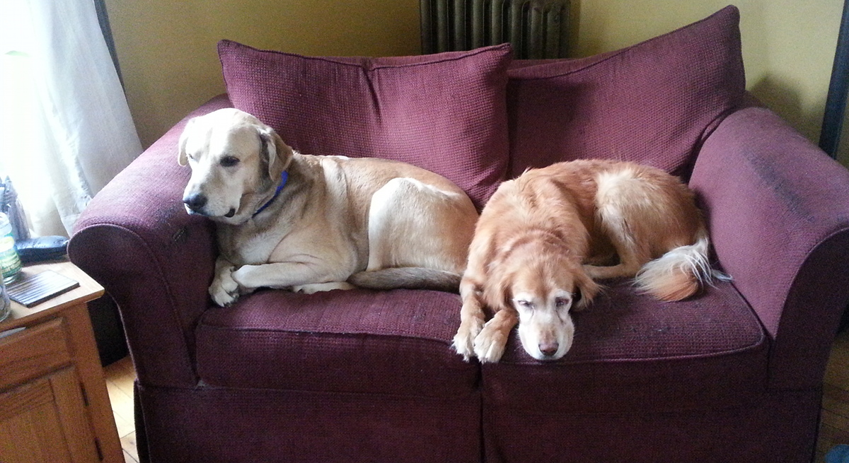 Two dogs on the couch
