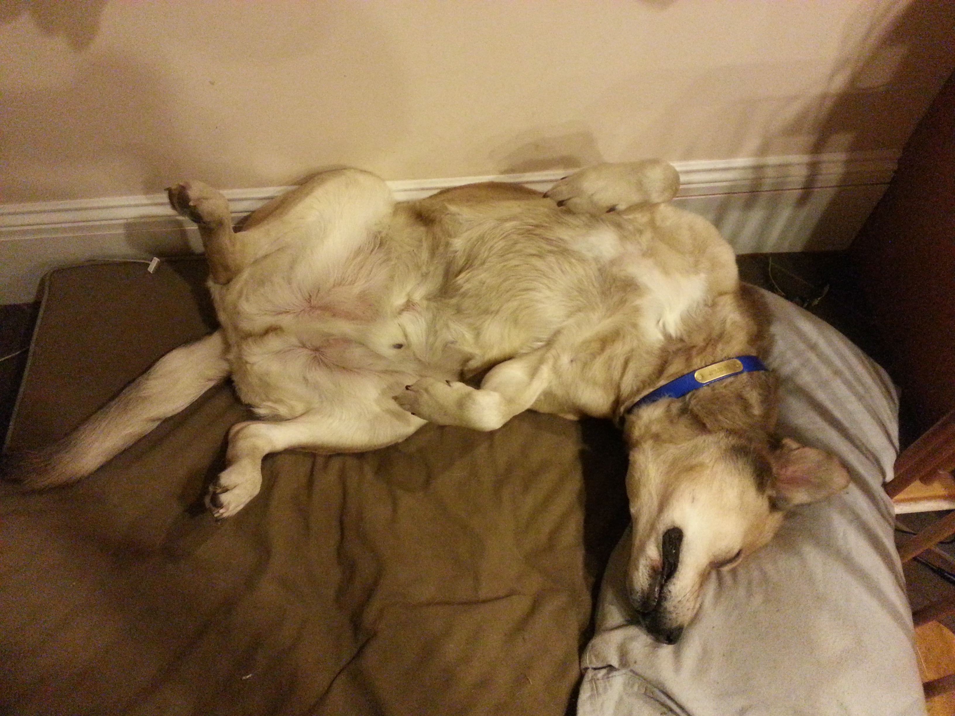 large dog lying upsidedown