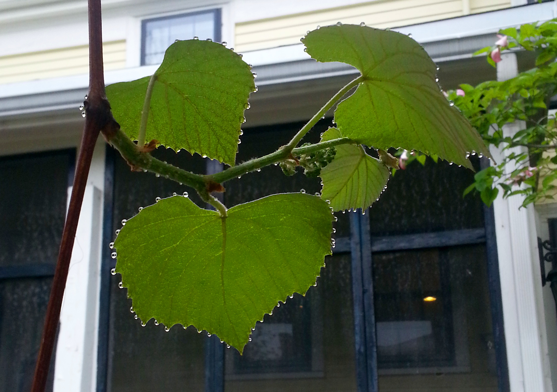 Grape leaves, dew drops