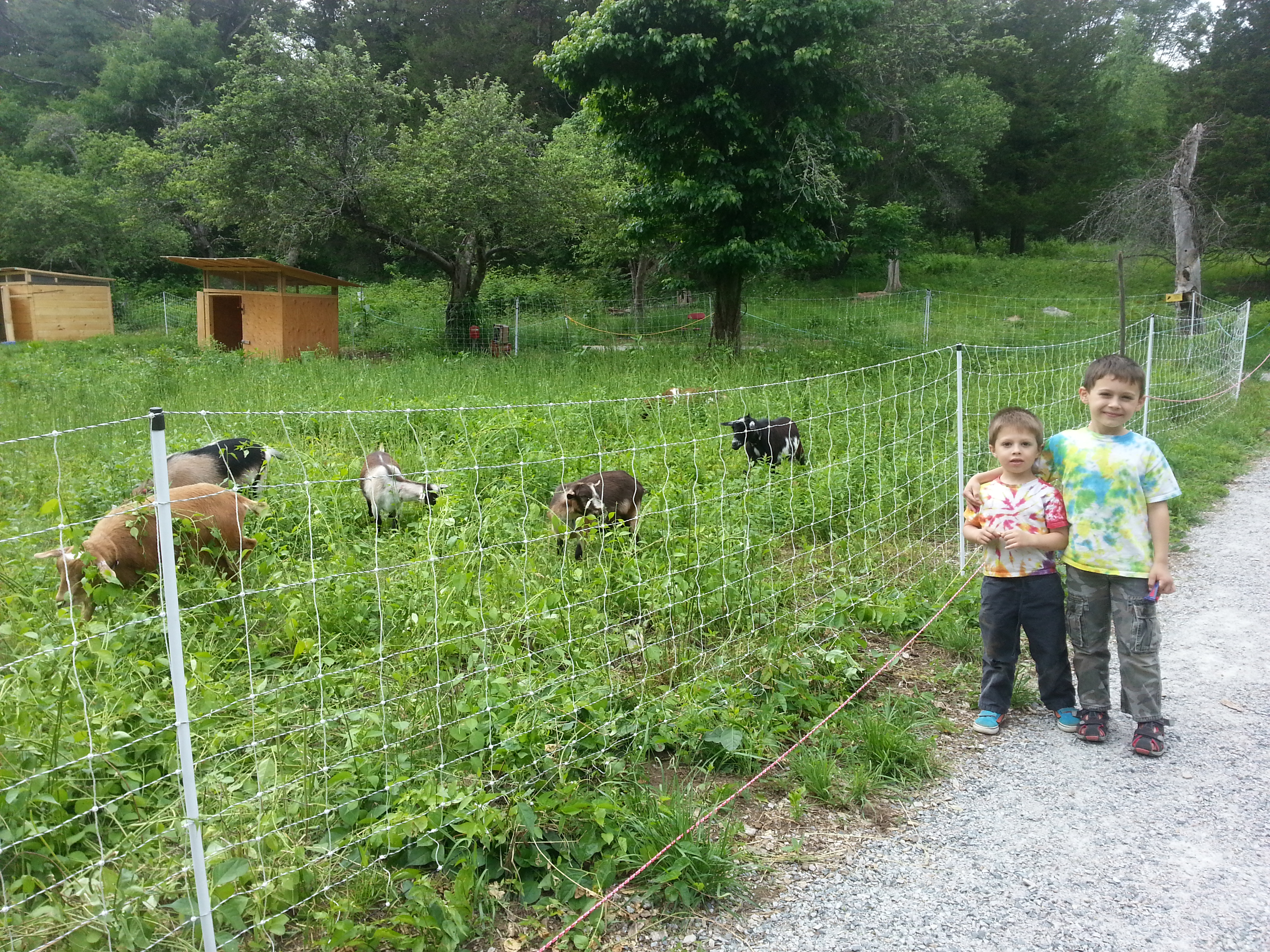 Goats, children