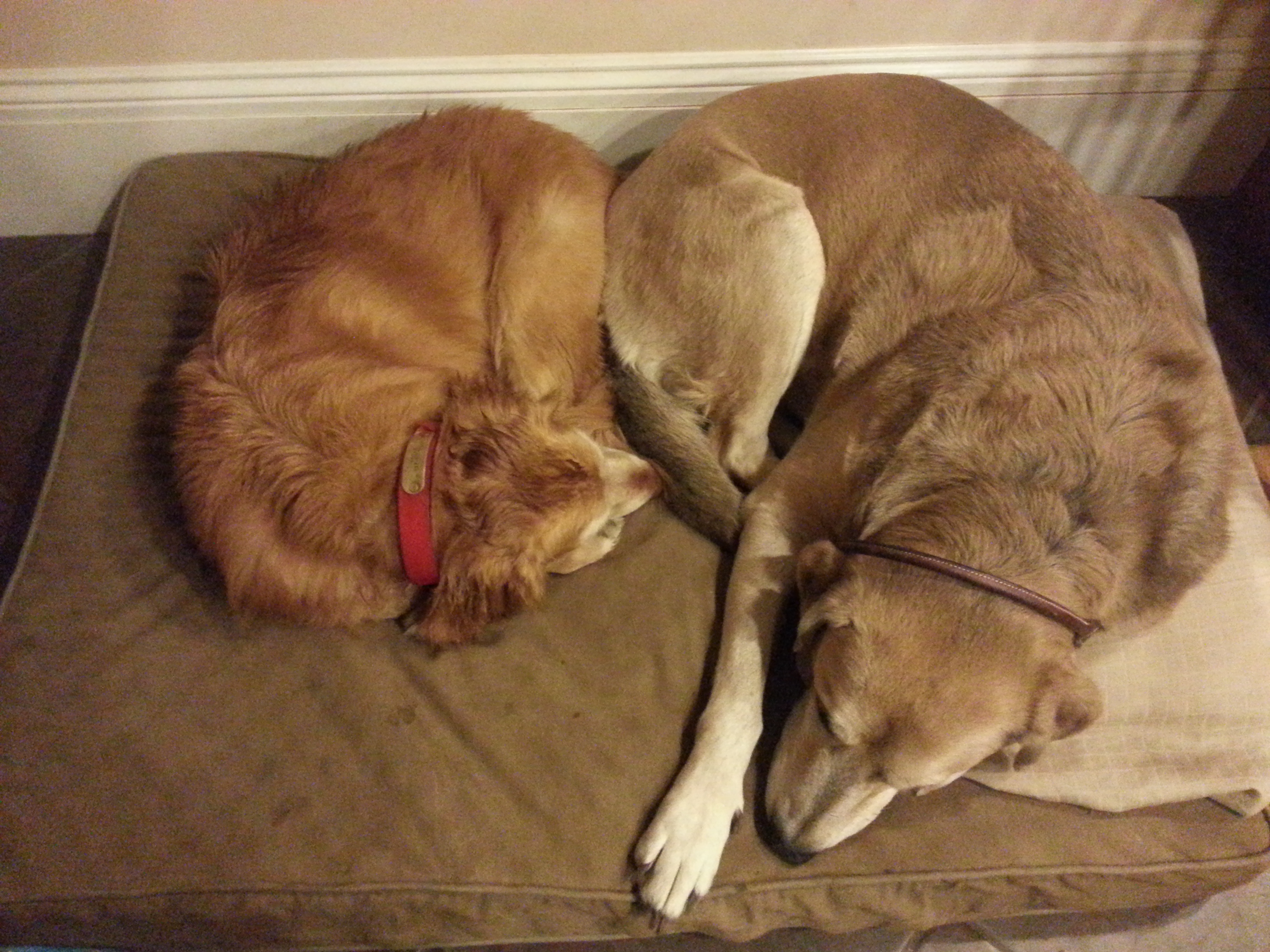 Stella and Sherman, same dog bed