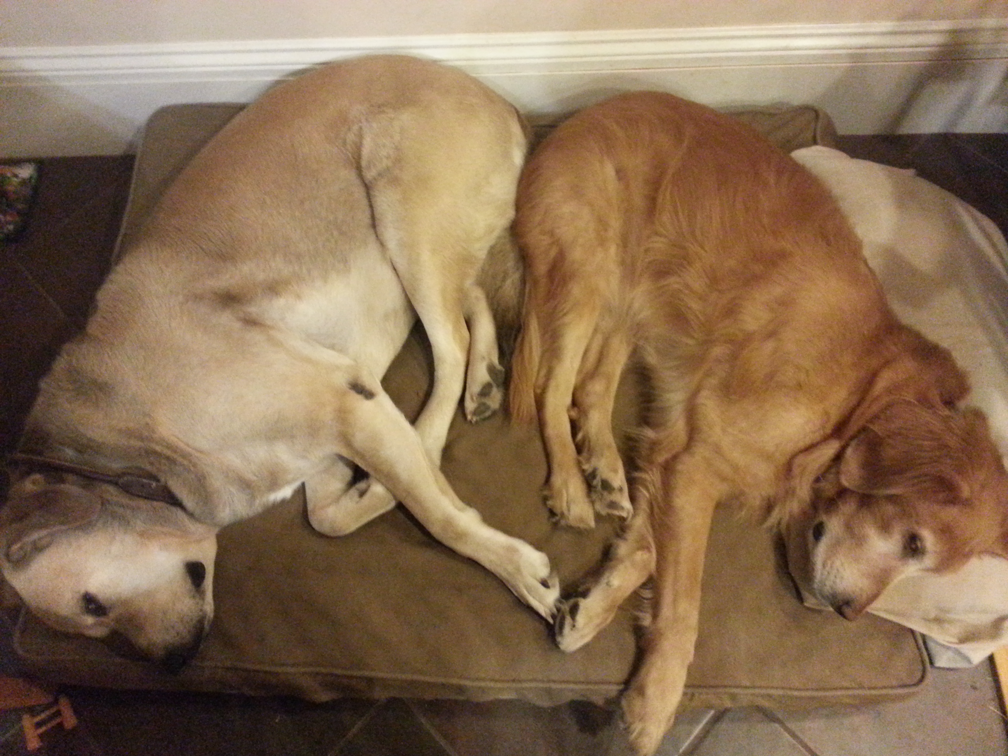 Sherman and Stella, same dog bed