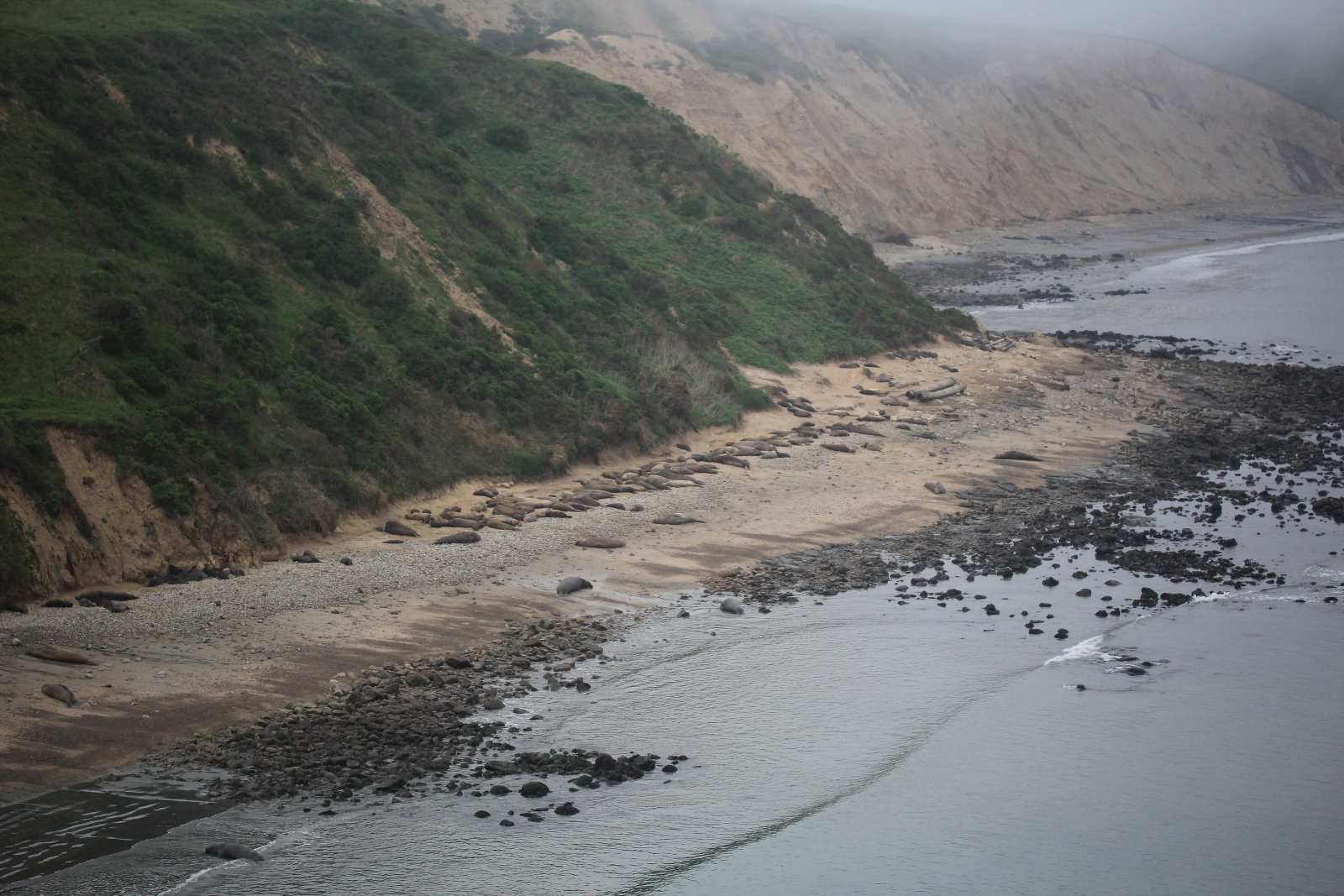 Elephant seals from a distance