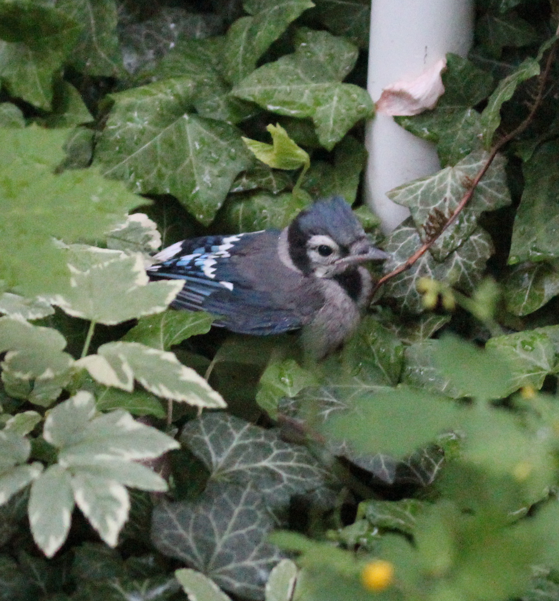 Blue Jay fledgeling in undergrowth