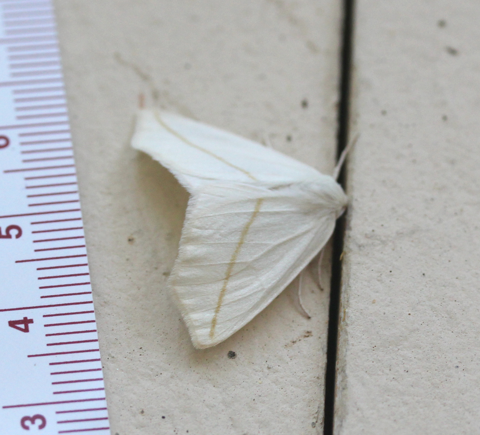 White Slant-Line (Tetracis cachexiata)