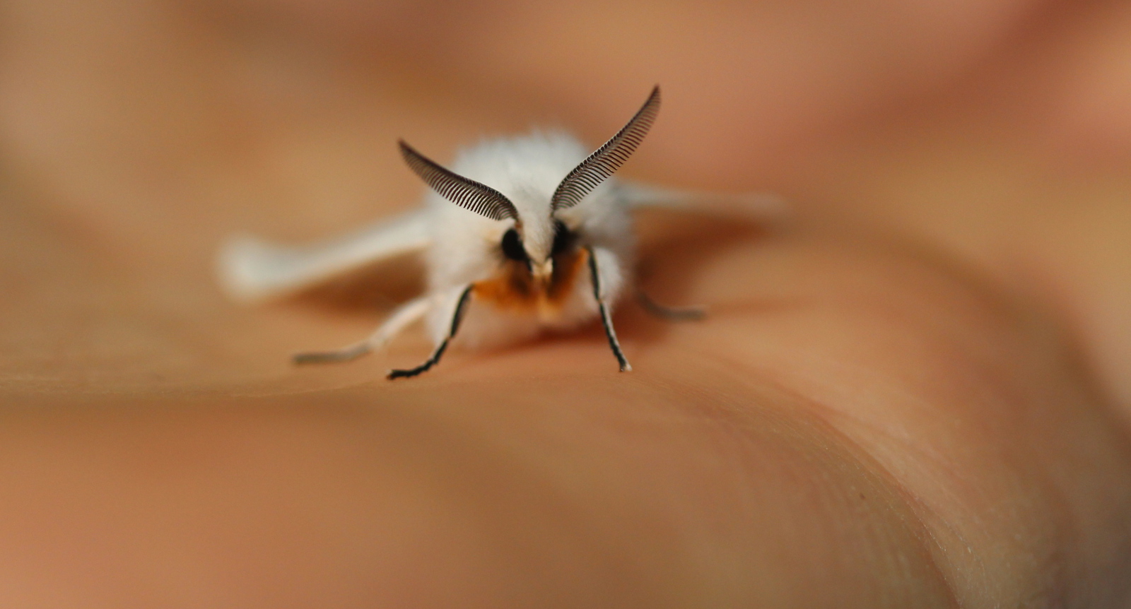 Agreeable Tiger Moth - front view in palm of hand
