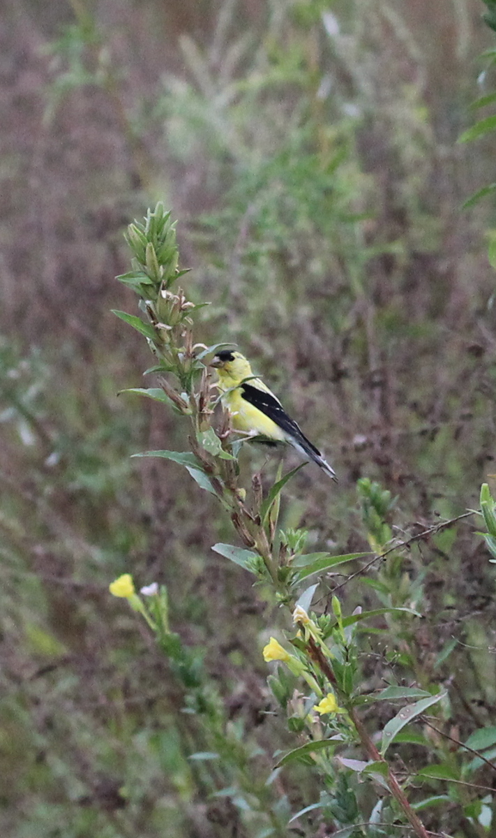 Goldfinch