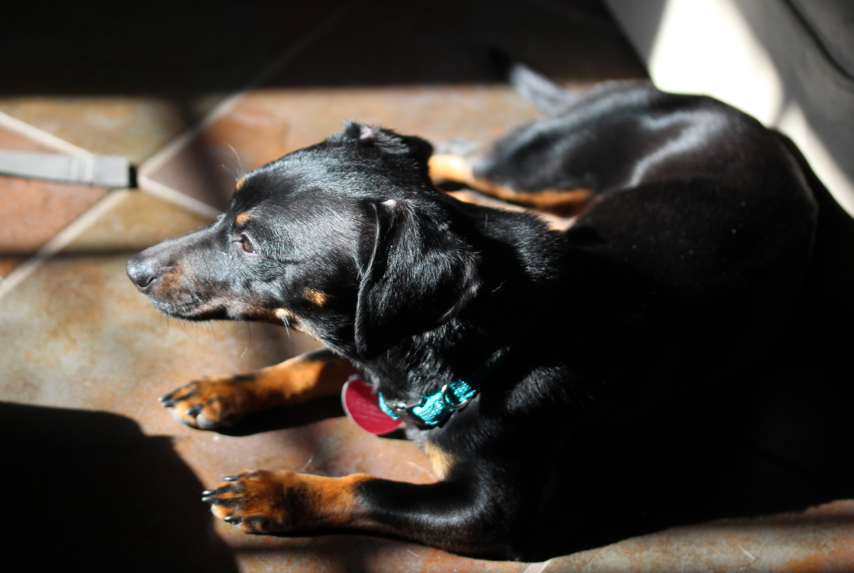 Small black/brown dog in patch of sunlight