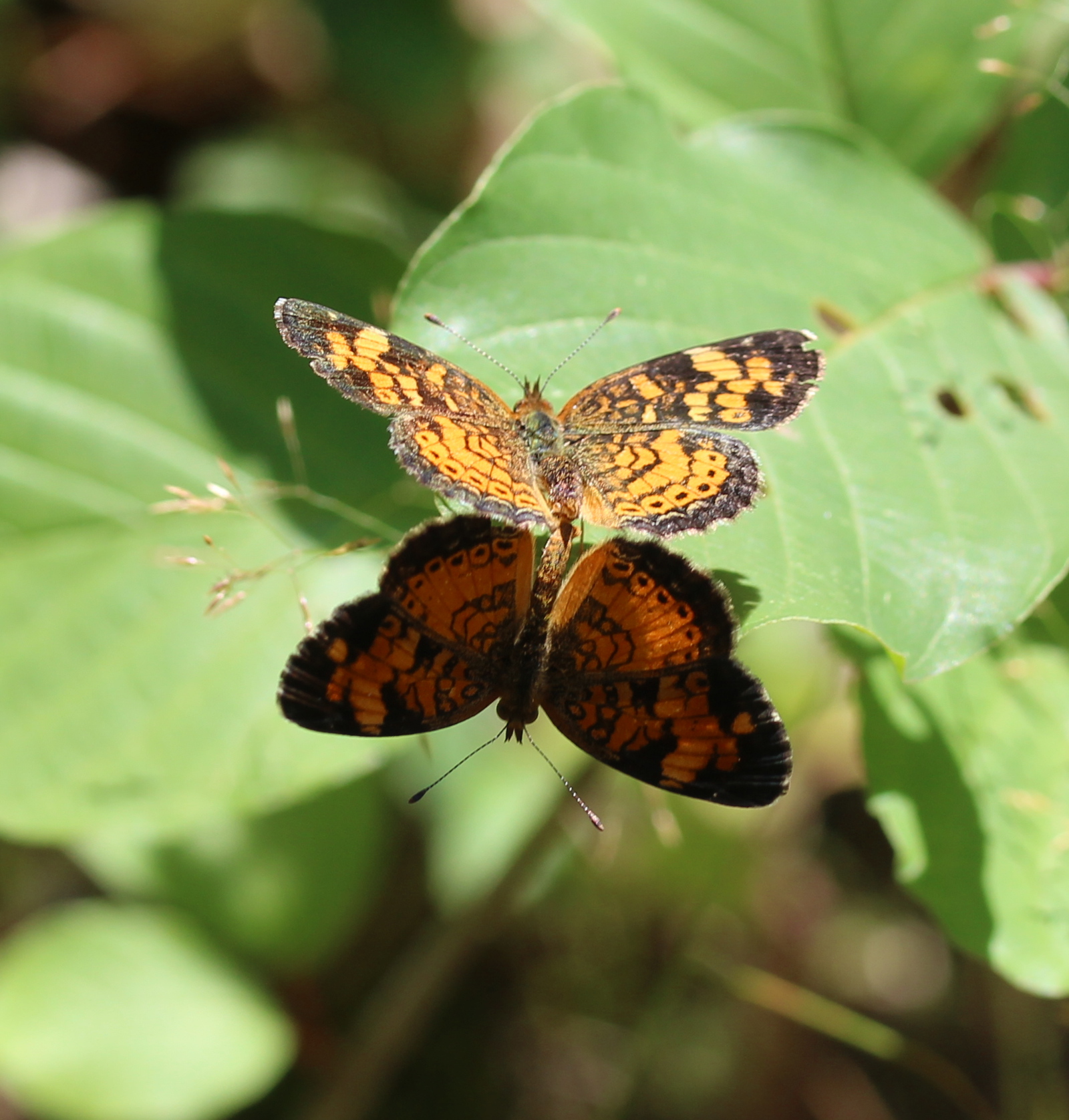 Mating pair of Pearl Crescent butterflies