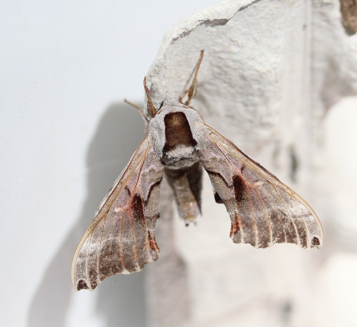 large moth perched on egg carton
