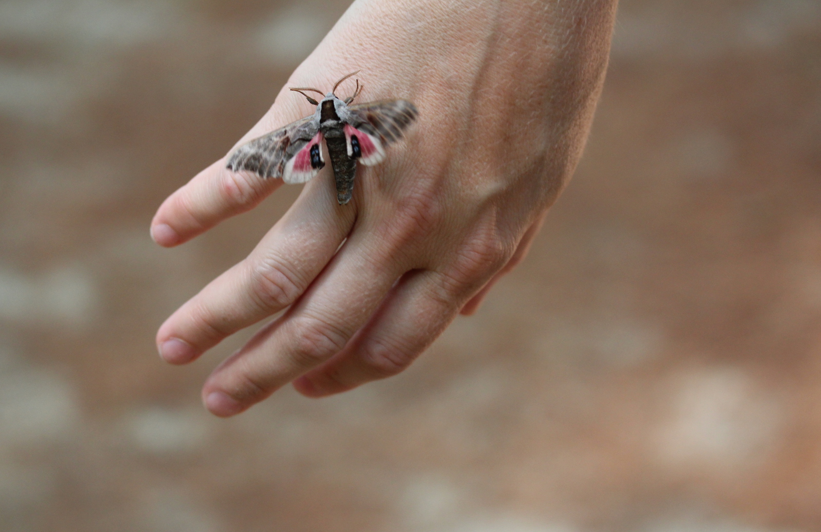large moth, fluttering on back of hand