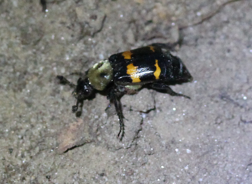 beetle, alone on sandy ground