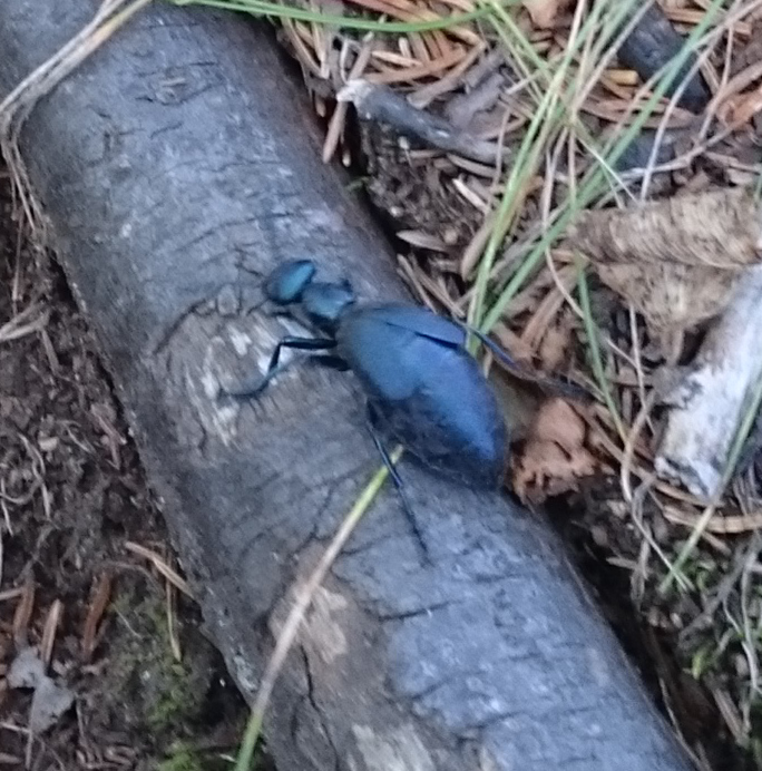 chunky blue-black beetle on twig