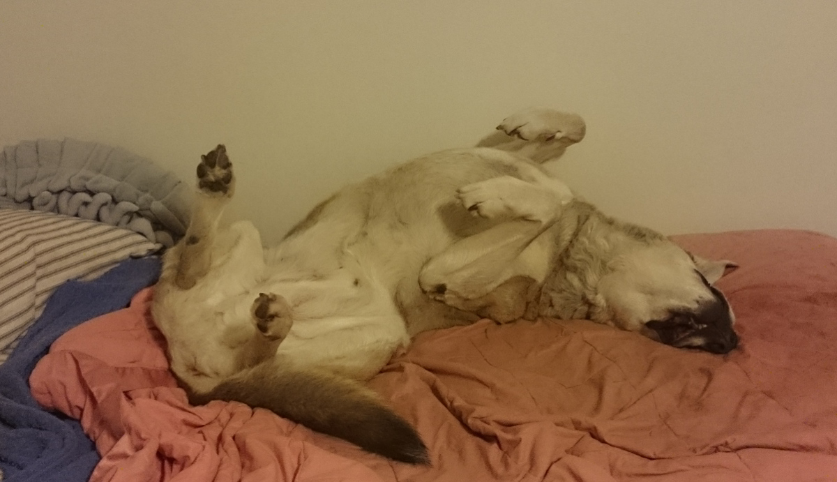 Large dog lying upsidedown