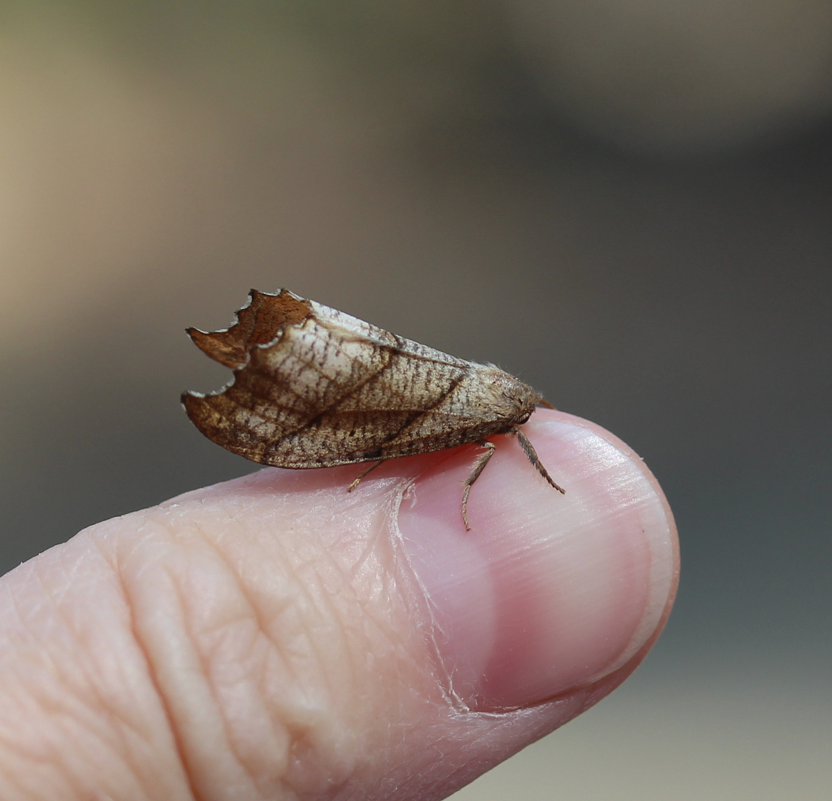 Brown moth, raised profile on thumb
