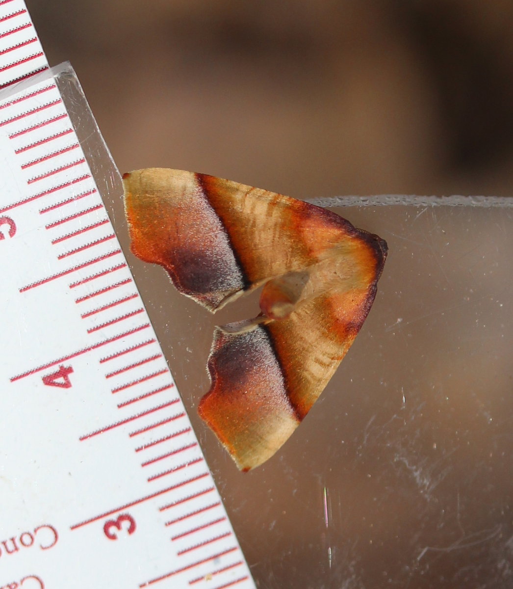 yellow/brown/red moth on plexiglass, ruler for scale showing 21mm wingspan