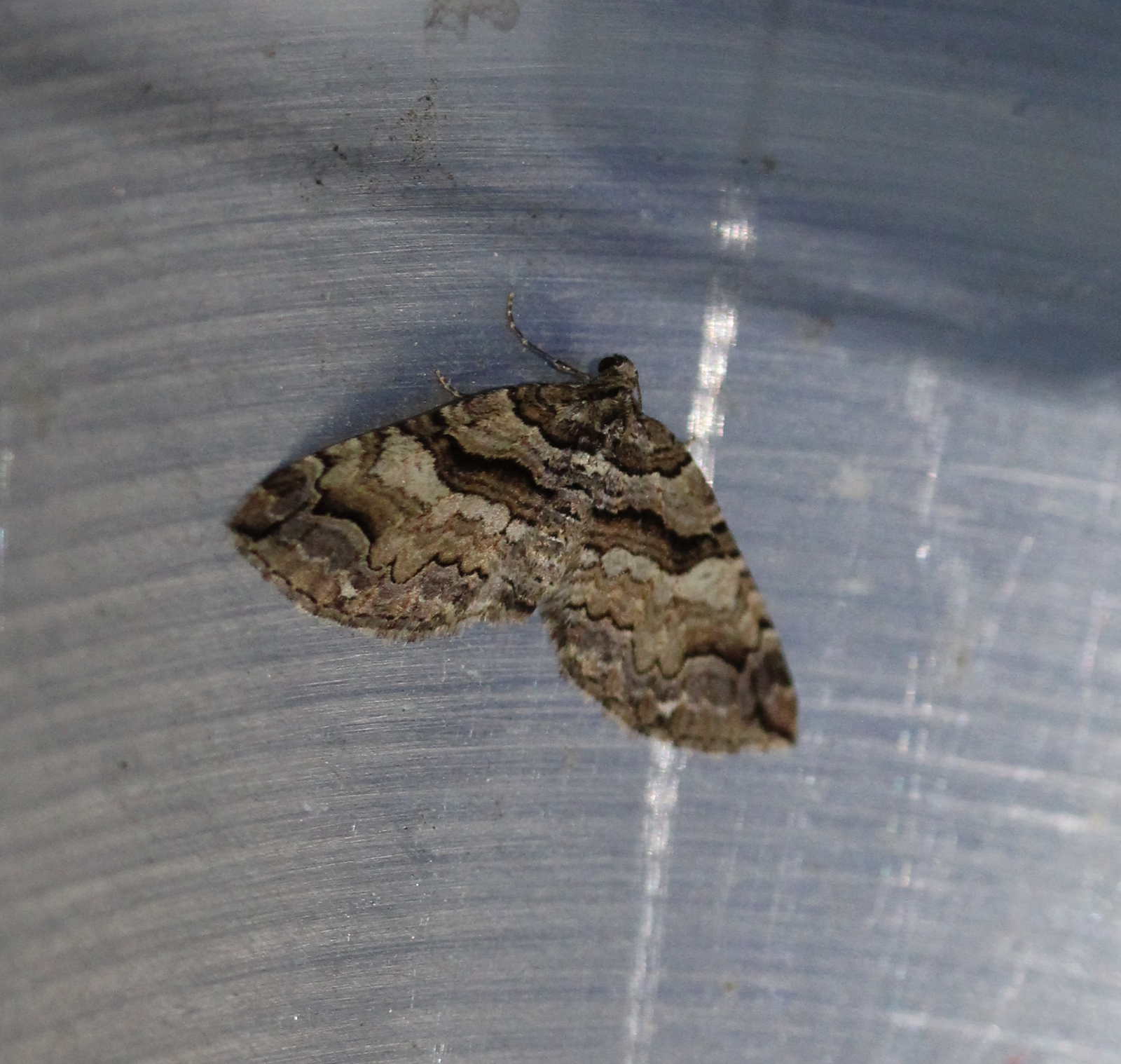 striped moth on ridged metal surface
