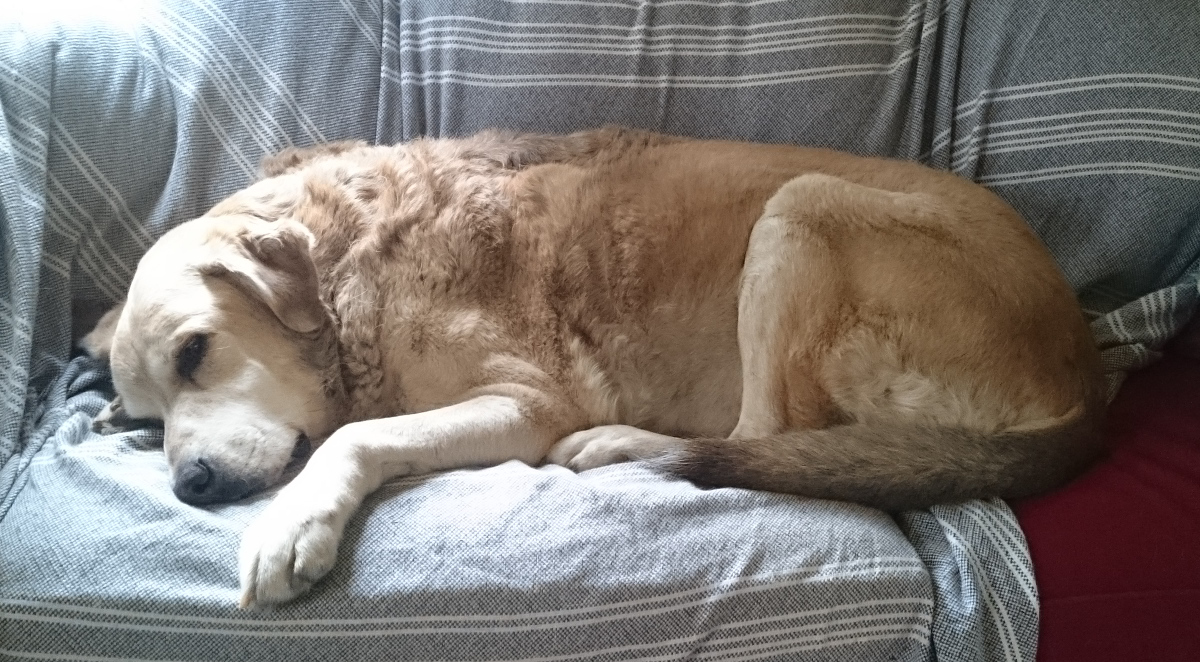 Large dog curled up on sofa