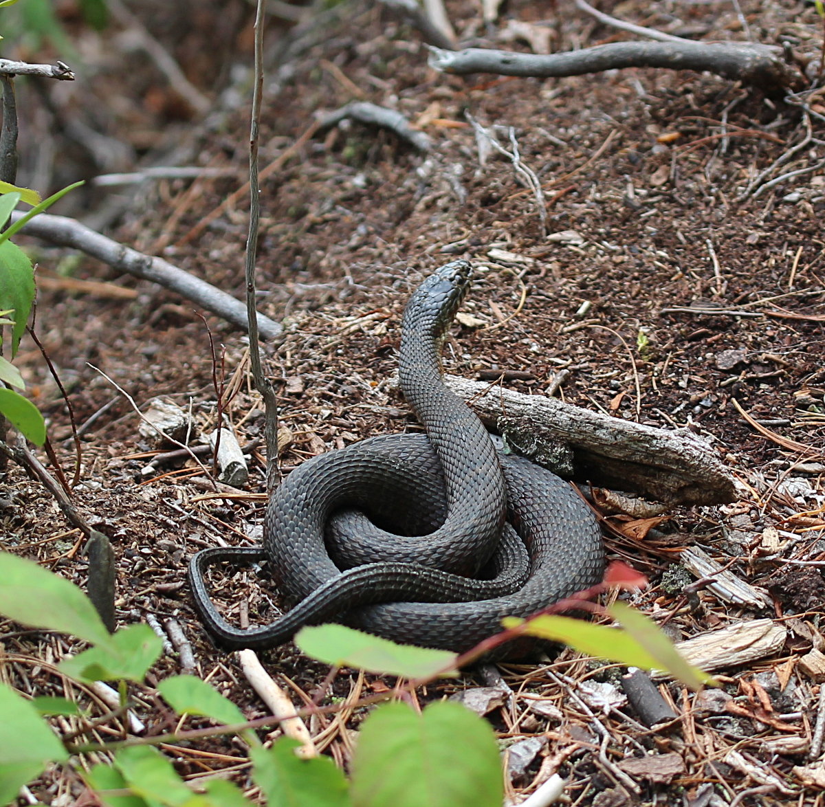 Black snake, coiled
