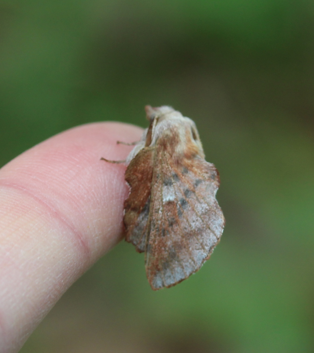 lumpy moth on fingertip