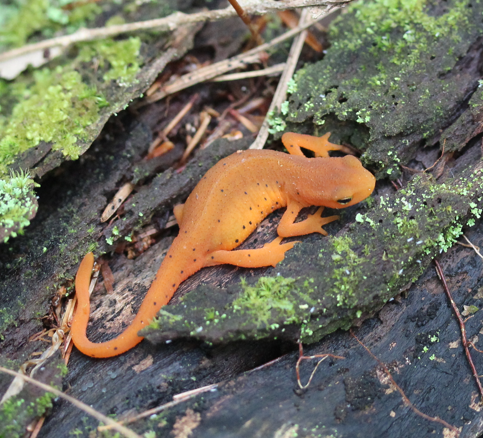 small orange newt