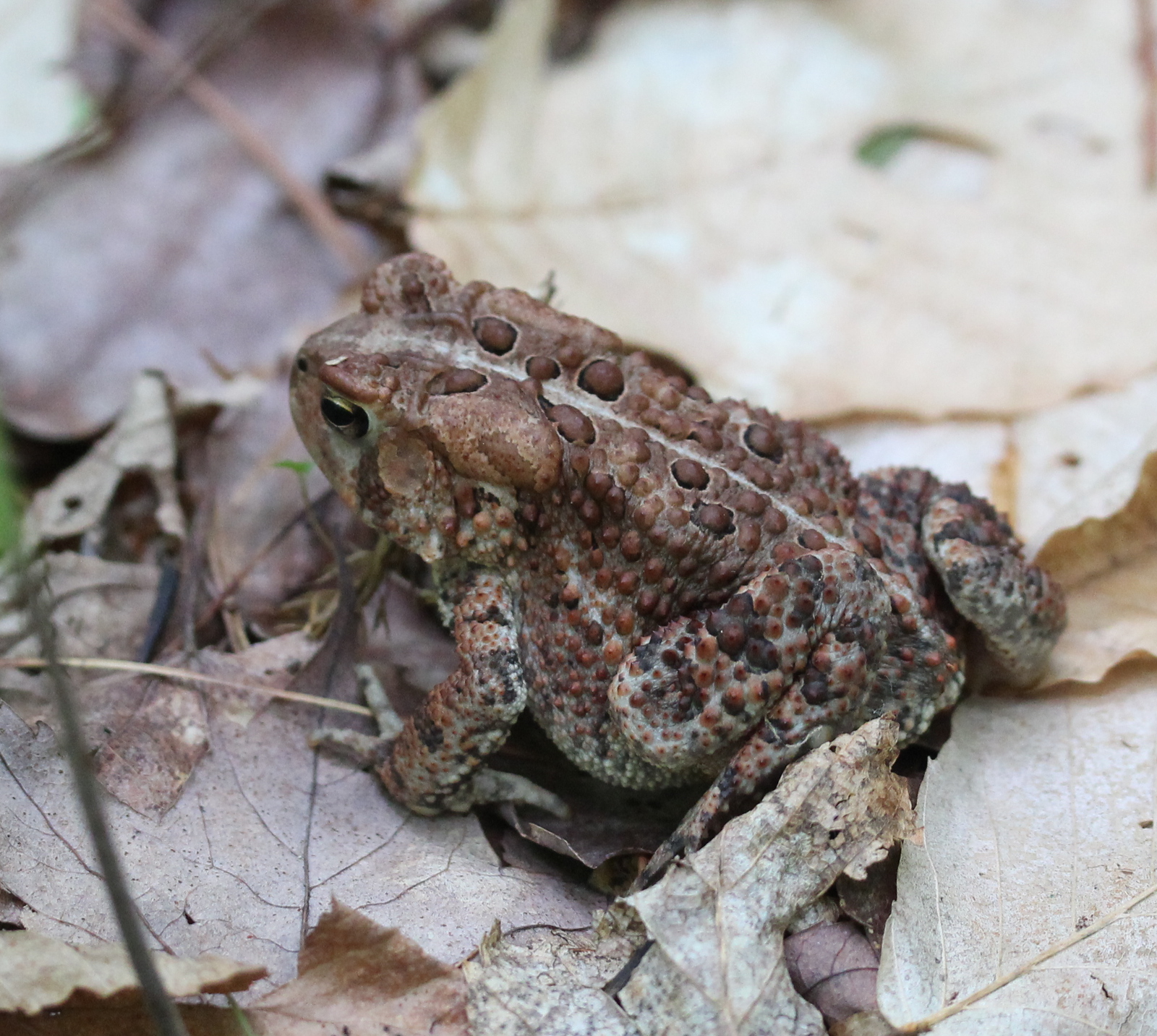 large toad on dead leaves