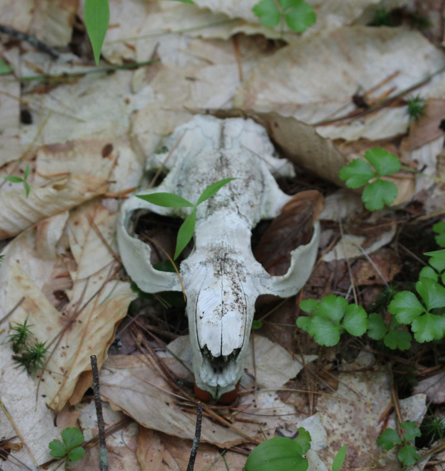 white skull with plant growing out of eye socket