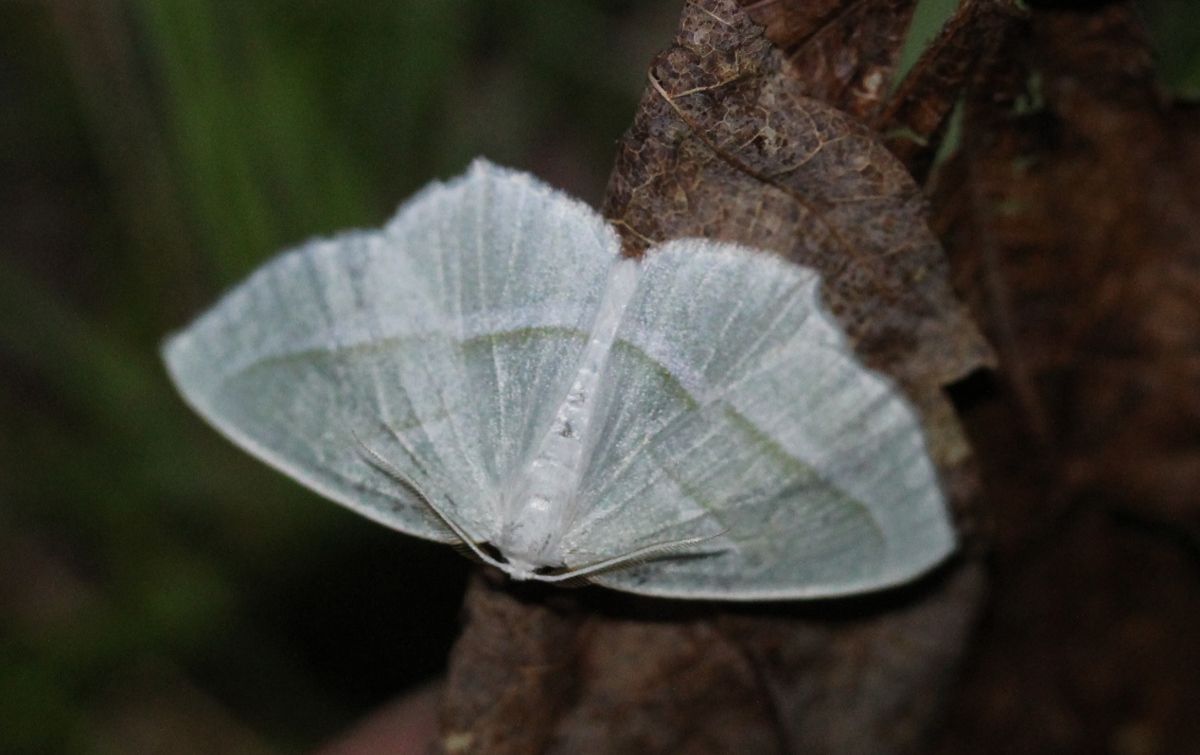 mostly white moth on dead leaf