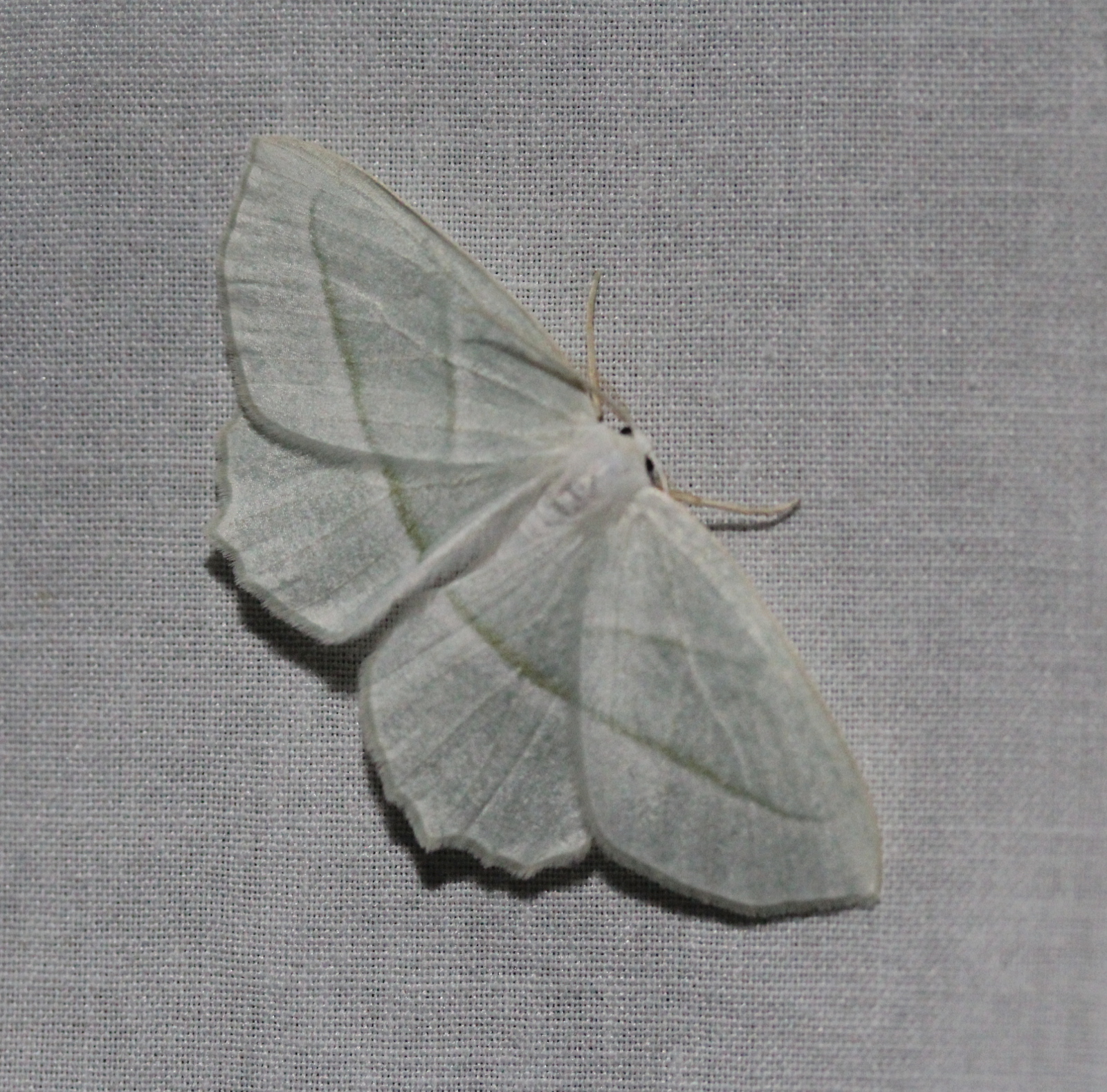 mostly white moth on white sheet