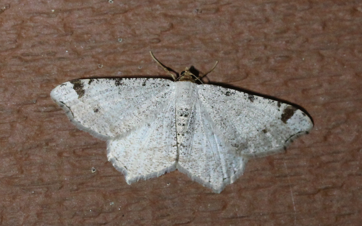 whiteish moth