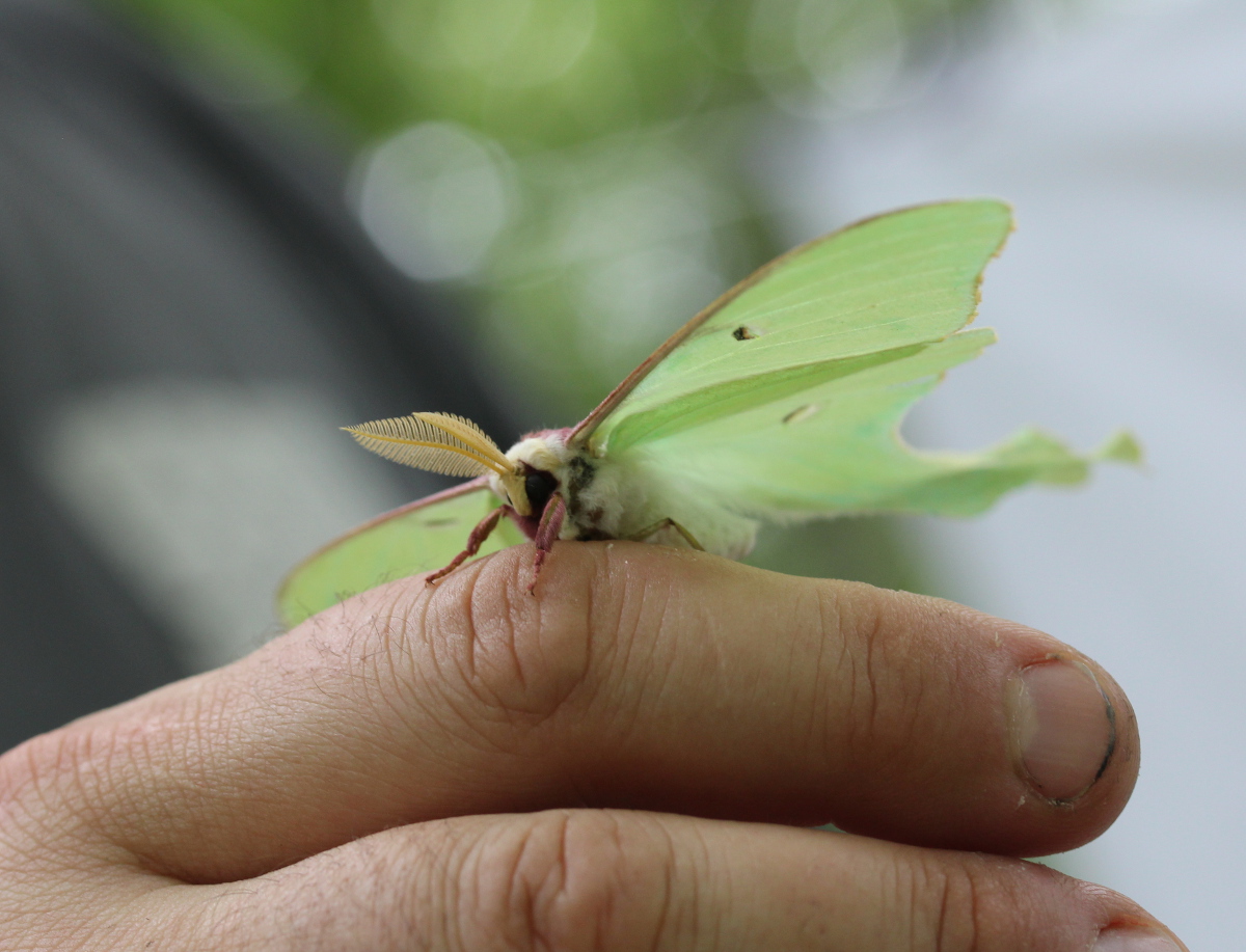 large green moth, face forward view, on human fingers