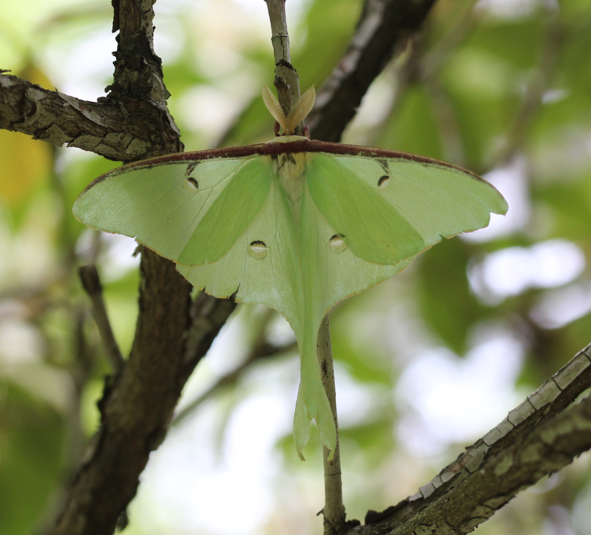 large green moth on tree, dorsal view