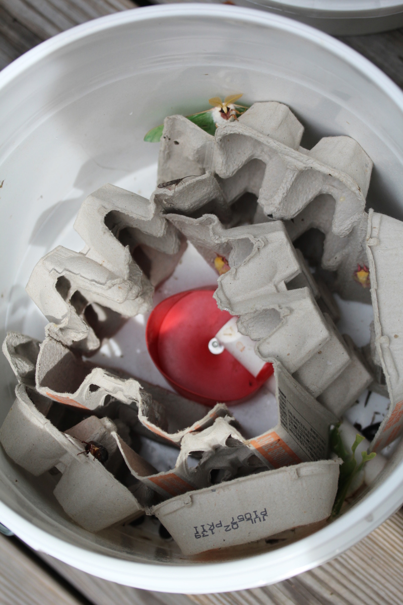 white bucket, paper egg cartons, and a selection of moths