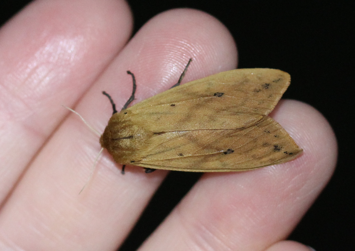 Large yellow moth on human fingers