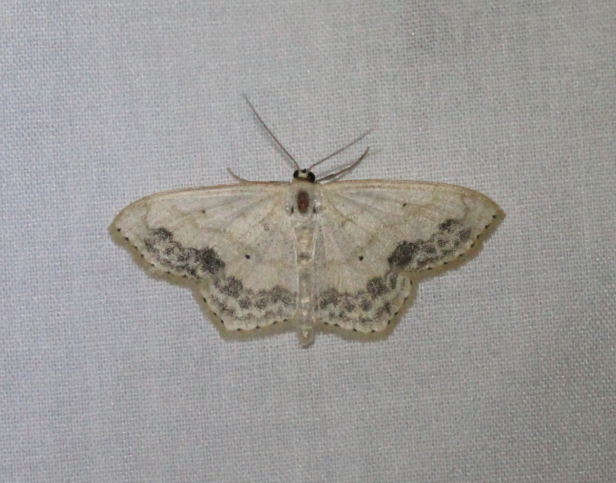 whiteish moth on white background