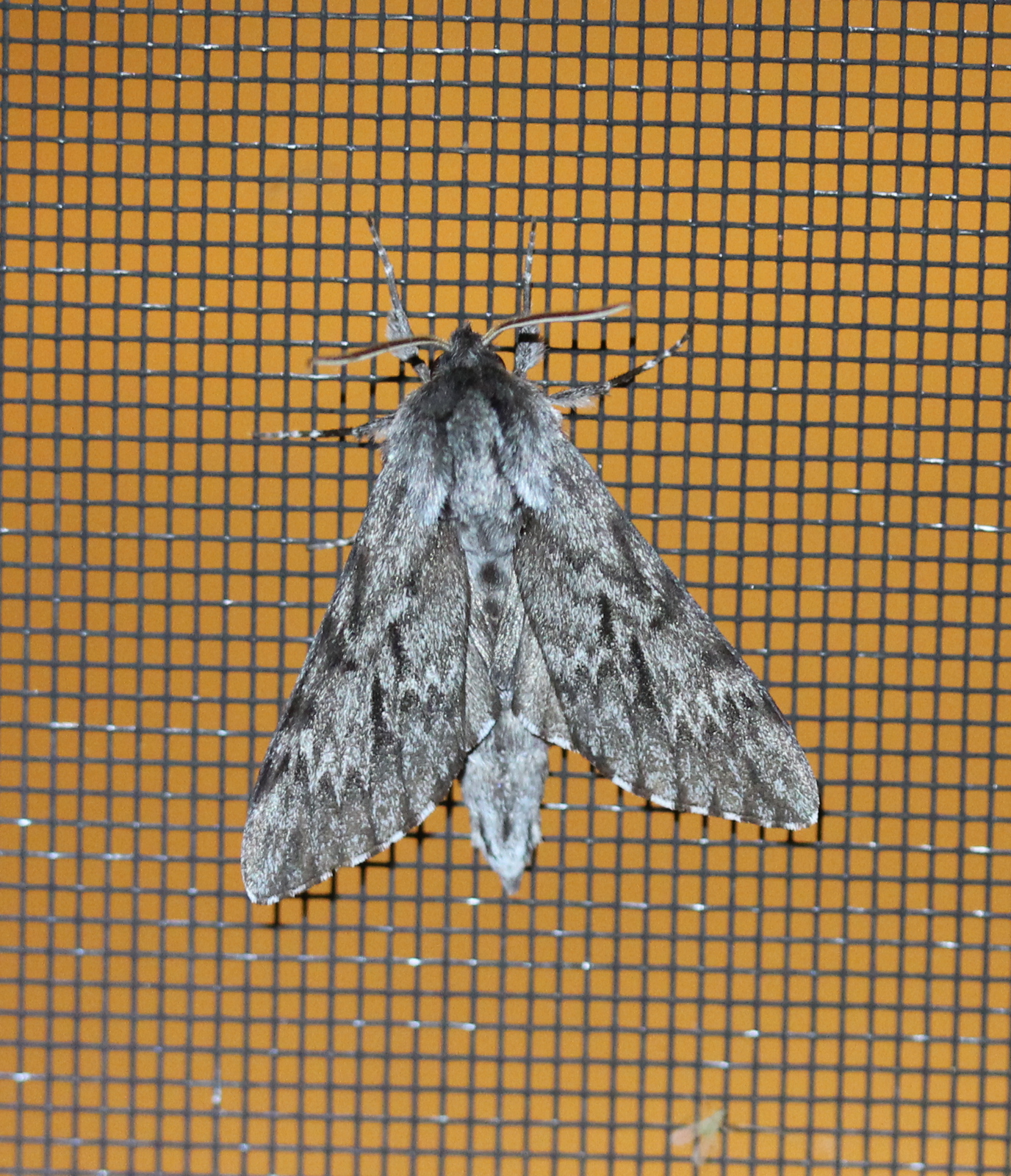 large grey moth on screen door
