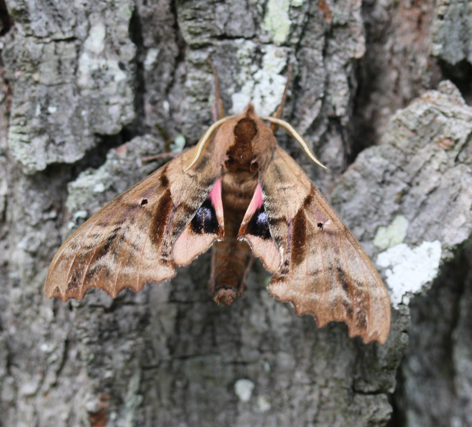 large brown moth on bark, hind wings exposed with eye spots