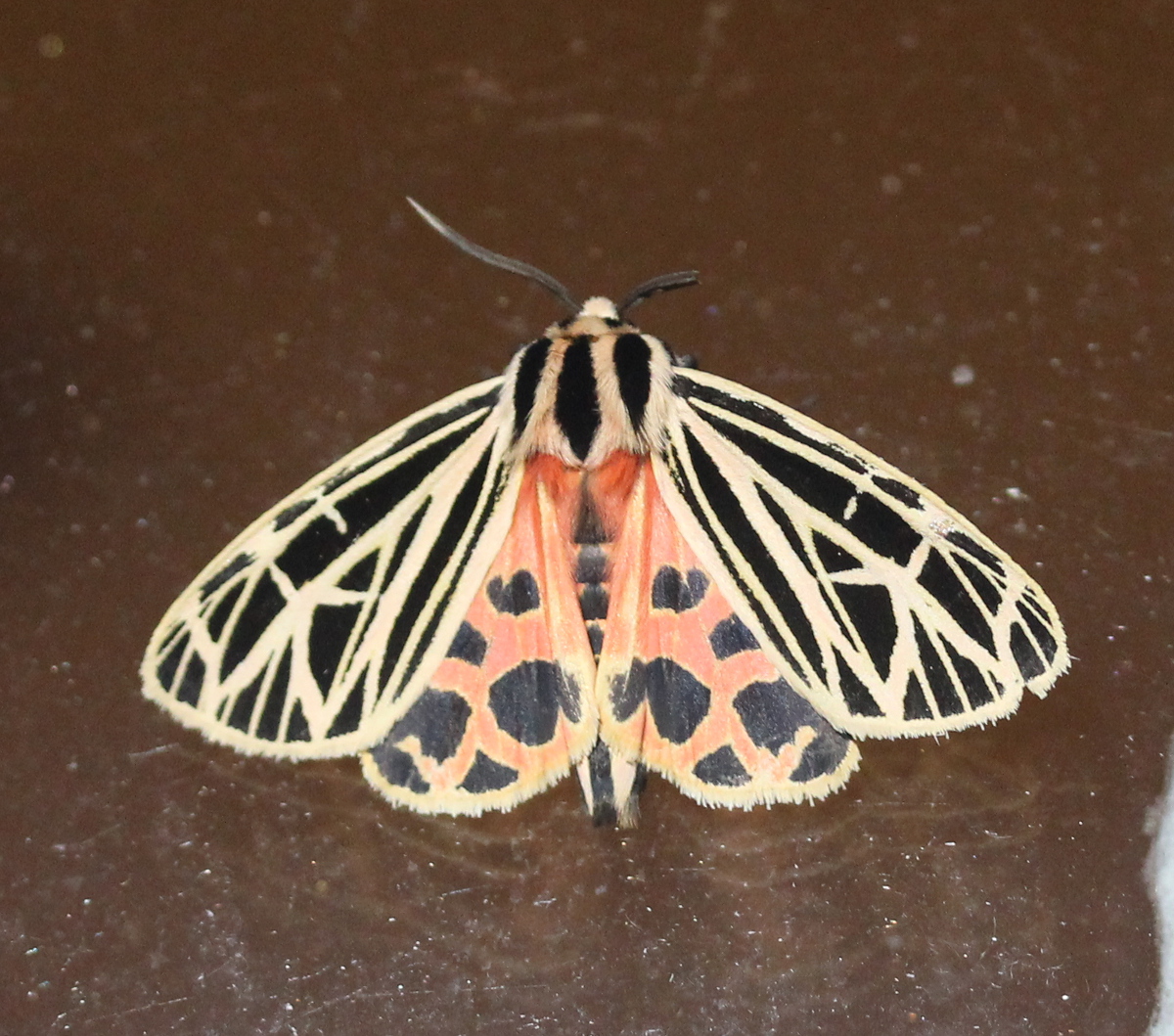 bright black/yellow moth with orange hindwing, on glass