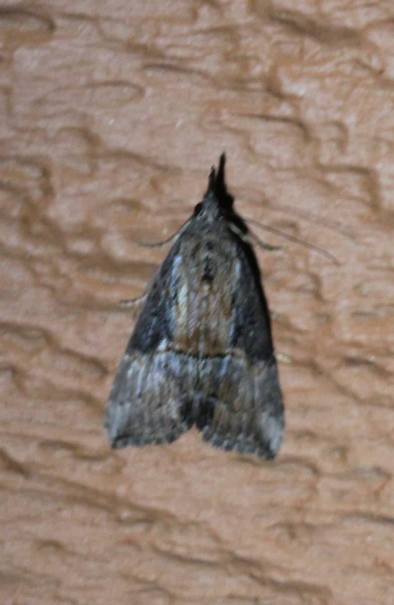 dark moth on paintwork