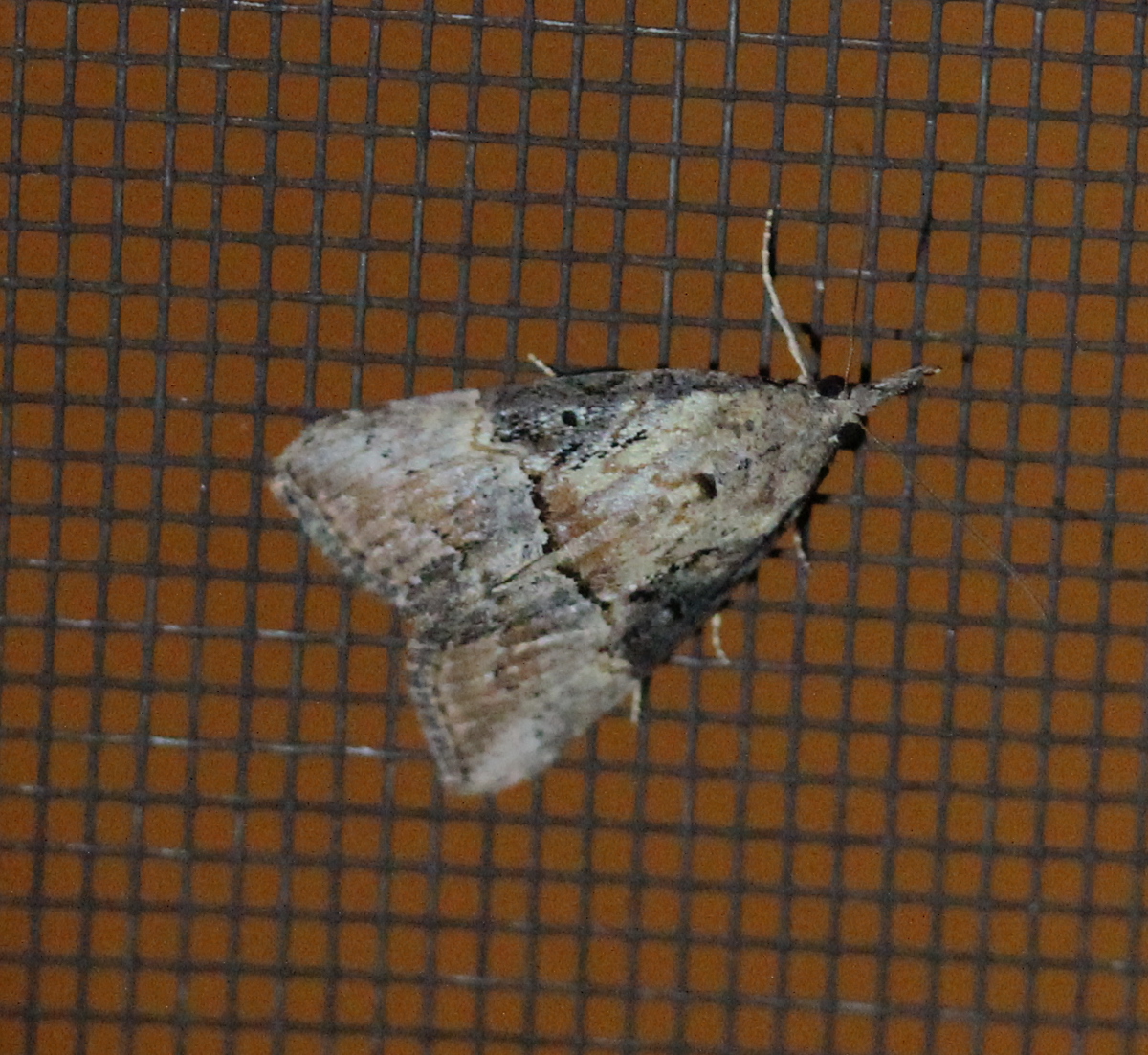 dark moth on screen