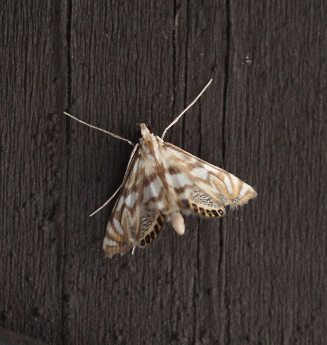 intricately patterned brown moth on dark wood