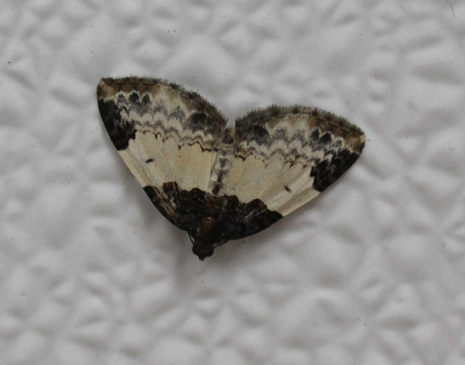 Sharply patterned moth on plastic surface