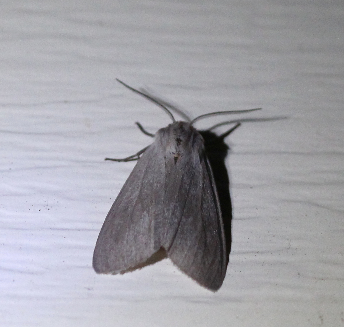 grey moth