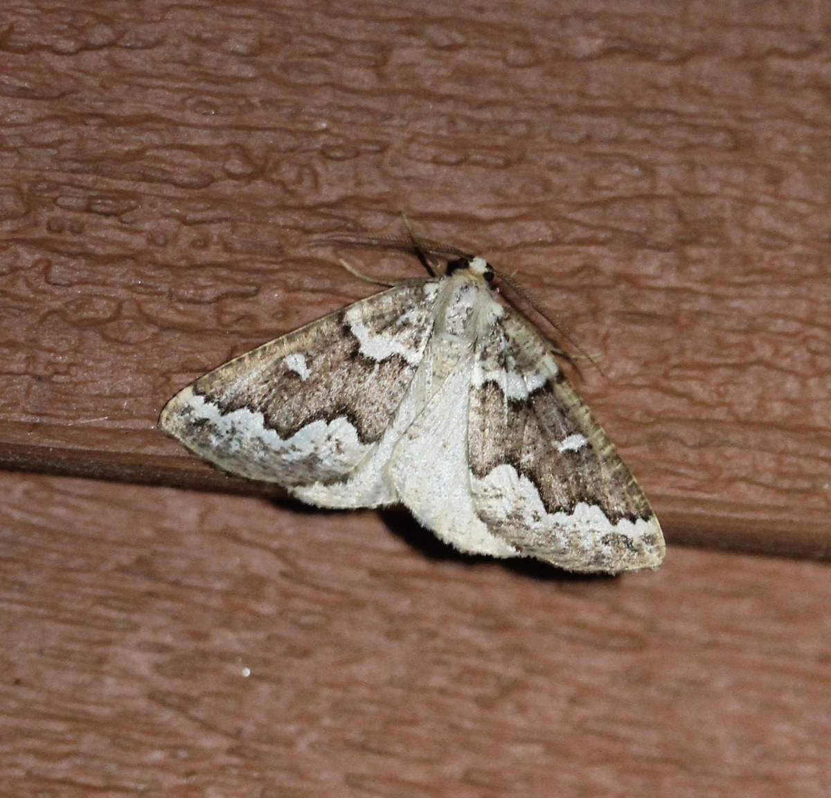brown/white patterned moth on paintwork